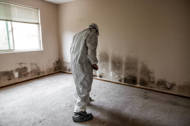 Best Residential Mold Remediation in Olive Hill, KY